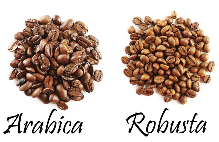 Phân biệt Robusta và Arabica